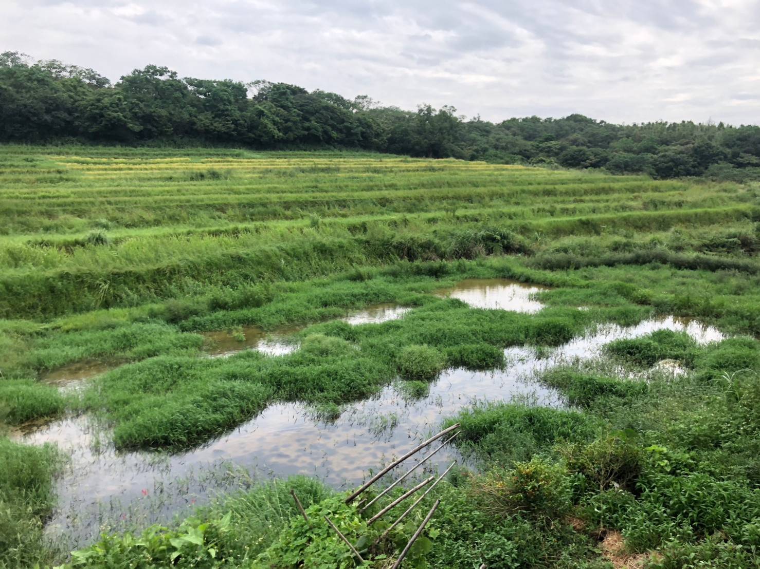 4-「重要棲地生態服務給付」給付範圍包含水田、水梯田等重要棲地型態,終年蓄水且不使_0